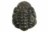 Long Partially Enrolled Morocops Trilobite - Morocco #296606-2